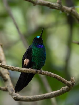 Buff-winged Starfrontlet / Bruinvleugelincakolibrie / Coeligena lutetiae