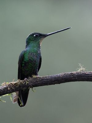 Buff-winged Starfrontlet / Bruinvleugelincakolibrie / Coeligena lutetiae