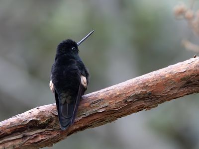 Buff-winged Starfrontlet / Bruinvleugelincakolibrie / Coeligena lutetiae