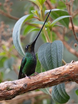 Sword-billed Hummingbird / Zwaardkolibrie / Ensifera ensifera