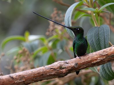 Sword-billed Hummingbird / Zwaardkolibrie / Ensifera ensifera