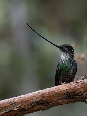 Sword-billed Hummingbird / Zwaardkolibrie / Ensifera ensifera