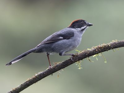Northern Slaty Brushfinch / Grijsborststruikgors / Atlapetes schistaceus