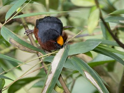 Plushcap / Fluweelkaptangare / Catamblyrhynchus diadema