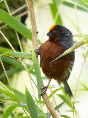 Plushcap / Fluweelkaptangare / Catamblyrhynchus diadema