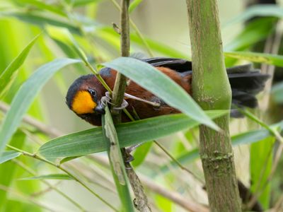 Plushcap / Fluweelkaptangare / Catamblyrhynchus diadema