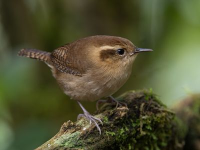 Mountain Wren / Bergwinterkoning / Troglodytes solstitialis