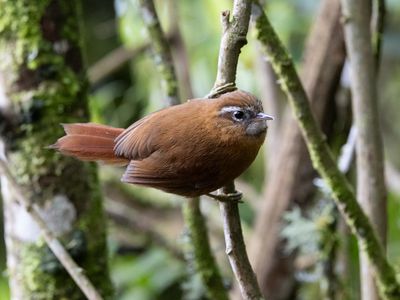 White-browed Spinetail / Witbrauwstekelstaart / Hellmayrea gularis