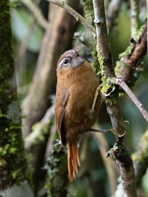 White-browed Spinetail / Witbrauwstekelstaart / Hellmayrea gularis
