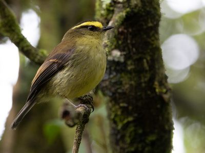 Yellow-bellied Chat-Tyrant / Diadeemtapuittiran / Silvicultrix diadema