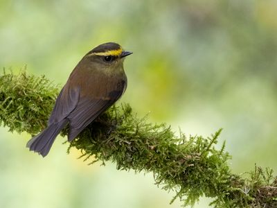 Yellow-bellied Chat-Tyrant / Diadeemtapuittiran / Silvicultrix diadema