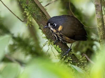 Crescent-faced Antpitta / Chapmans Dwergmierpitta / Grallaricula lineifrons