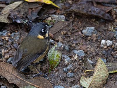 Crescent-faced Antpitta / Chapmans Dwergmierpitta / Grallaricula lineifrons