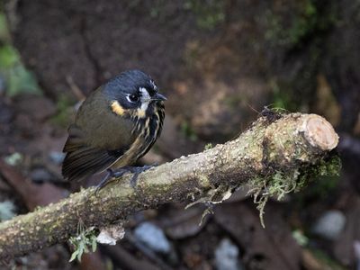 Crescent-faced Antpitta / Chapmans Dwergmierpitta / Grallaricula lineifrons