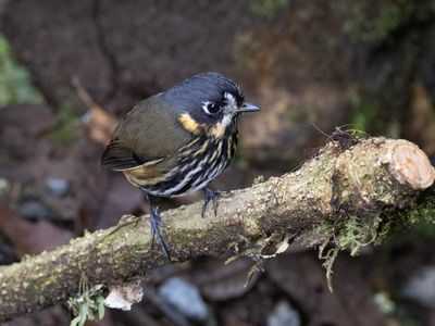 Crescent-faced Antpitta / Chapmans Dwergmierpitta / Grallaricula lineifrons