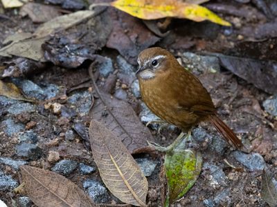 White-browed Spinetail / Witbrauwstekelstaart / Hellmayrea gularis