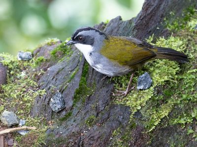 Gray-browed Brushfinch / Grijsbrauwstruikgors / Arremon assimilis