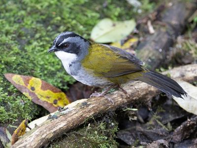 Gray-browed Brushfinch / Grijsbrauwstruikgors / Arremon assimilis