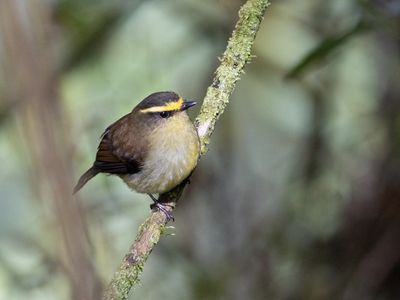 Yellow-bellied Chat-Tyrant / Diadeemtapuittiran / Silvicultrix diadema