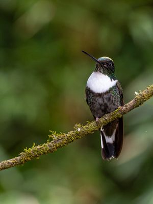 Collared Inca / Gekraagde Incakolibrie / Coeligena torquata
