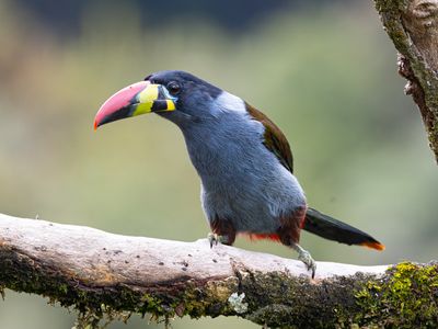 Grey-breasted Mountain-toucan / Grey-breasted Mountain Toucan / Andigena hypoglauca