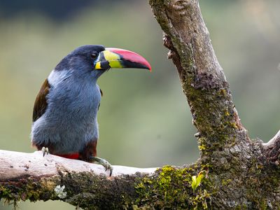 Grey-breasted Mountain-toucan / Grey-breasted Mountain Toucan / Andigena hypoglauca