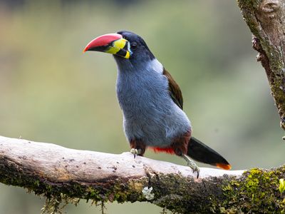 Grey-breasted Mountain-toucan / Grey-breasted Mountain Toucan / Andigena hypoglauca