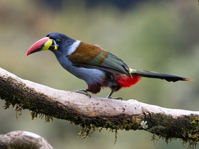 Grey-breasted Mountain-toucan / Grey-breasted Mountain Toucan / Andigena hypoglauca