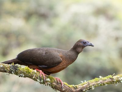 Sickle-winged Guan / Sikkelvleugelgoean / Chamaepetes goudotii