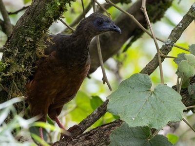 Sickle-winged Guan / Sikkelvleugelgoean / Chamaepetes goudotii