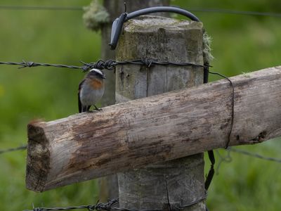 Rufous-breasted Chat-Tyrant / Roodborsttapuittiran / Ochthoeca rufipectoralis