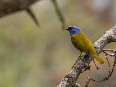 Blue-capped Tanager / Blauwkaptangare / Sporathraupis cyanocephala