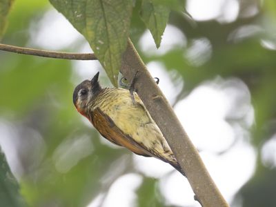 Yellow-vented Woodpecker / Geelbuikspecht / Veniliornis dignus