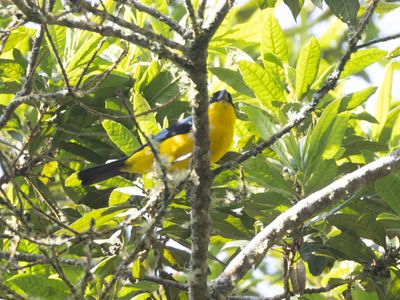 Blue-winged Mountain Tanager / Blauwvleugelbergtangare / Anisognathus somptuosus