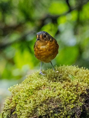 Slate-crowned Antpitta / Grijskapdwergmierpitta / Grallaricula nana
