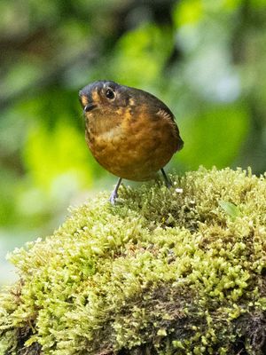 Slate-crowned Antpitta / Grijskapdwergmierpitta / Grallaricula nana