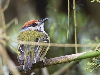 Rufous-crowned Tody-Flycatcher / Roodkruintodietiran / Poecilotriccus ruficeps