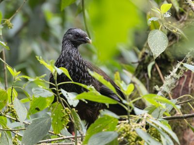 Andean Guan / Andessjakohoen / Penelope montagnii
