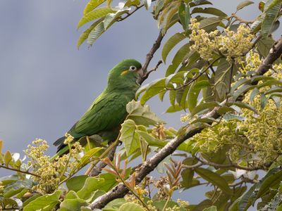 Golden-plumed Parakeet / Goudpluimparkiet / Leptosittaca branickii
