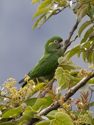 Golden-plumed Parakeet / Goudpluimparkiet / Leptosittaca branickii