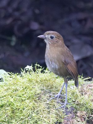 Brown-banded Antpitta / Caldasmierpitta / Grallaria milleri