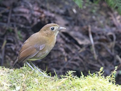 Brown-banded Antpitta / Caldasmierpitta / Grallaria milleri