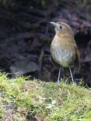 Brown-banded Antpitta / Caldasmierpitta / Grallaria milleri