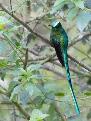 Long-tailed Sylph / Langstaartnimf / Aglaiocercus kingii