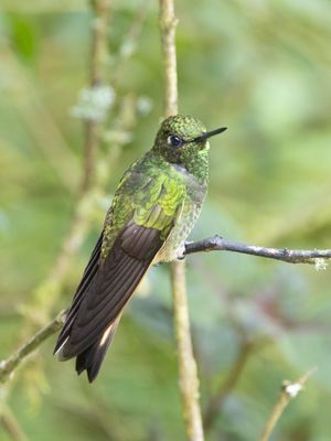 Buff-tailed Coronet / Bruinstaarthoornkolibrie / Boissonneaua flavescens