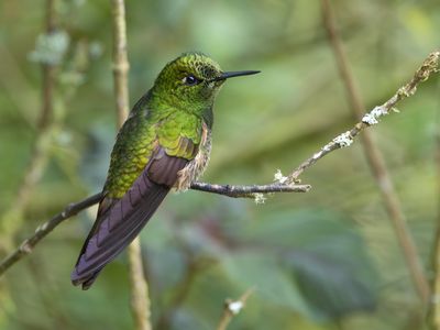 Buff-tailed Coronet / Bruinstaarthoornkolibrie / Boissonneaua flavescens