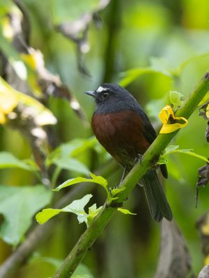 Slaty-backed Chat-Tyrant / Grijsrugtapuittiran /Ochthoeca cinnamomeiventris