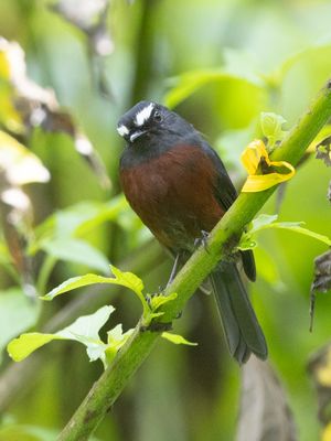 Slaty-backed Chat-Tyrant / Grijsrugtapuittiran /Ochthoeca cinnamomeiventris