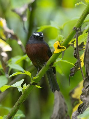 Slaty-backed Chat-Tyrant / Grijsrugtapuittiran /Ochthoeca cinnamomeiventris