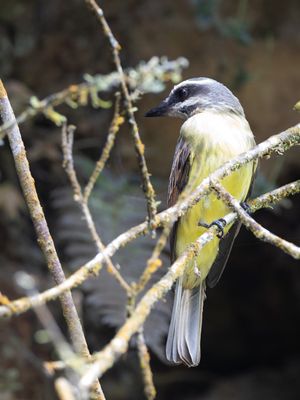 Golden-bellied Flycatcher / Goudbuiktiran / Myiodynastes hemichrysus